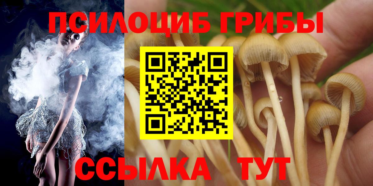 Псилоцибиновые грибы Psilocybe Малгобек